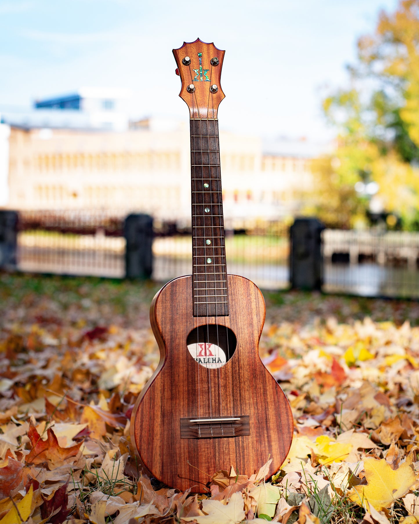 Showroom photo of Front of KoAloha KCM-00 Concert ukulele