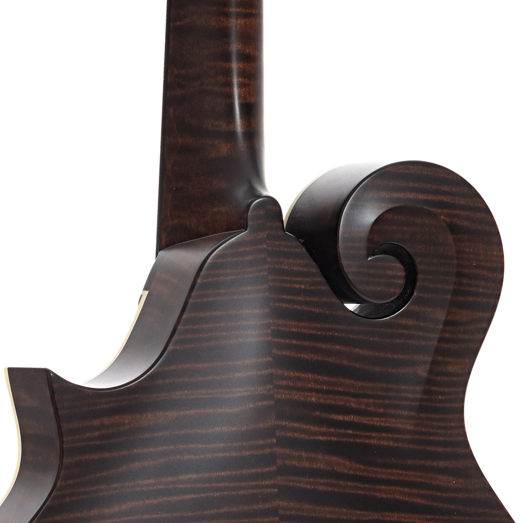 Heel of Collings MF F-Model Mandolin Sheraton Brown, Ivoroid Binding