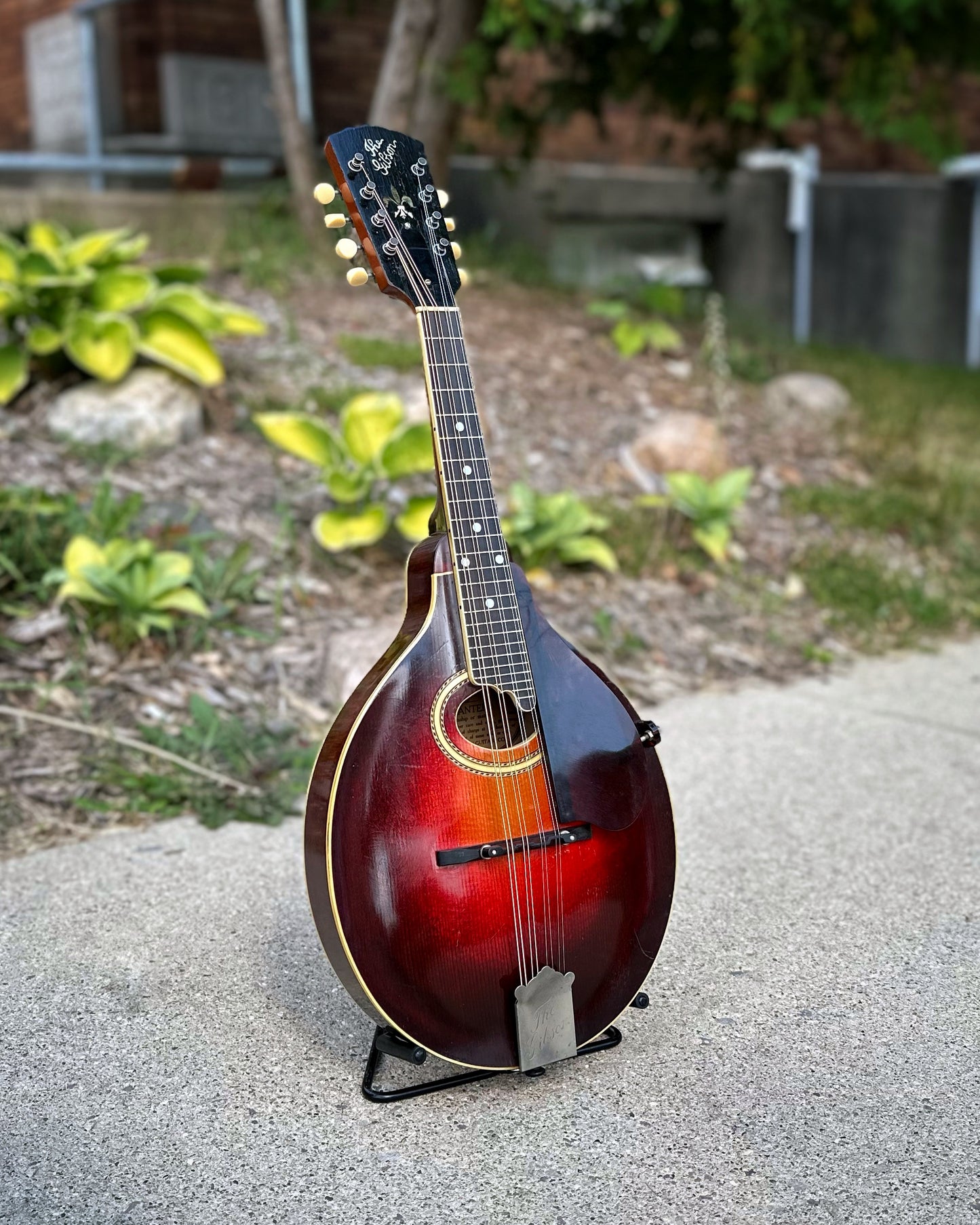 Showroom photo of Front of Gibson A-4 Mandolin (1923)